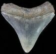 Juvenile Megalodon Tooth - Serrated Blade #61840-1